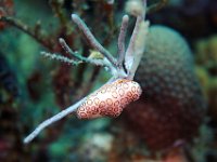 Common Flamingo Tongue